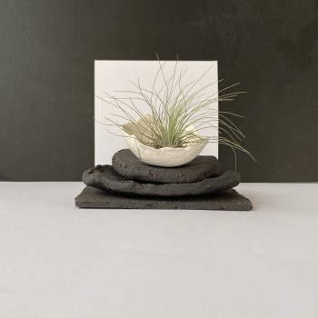 Arrangement with Airplant