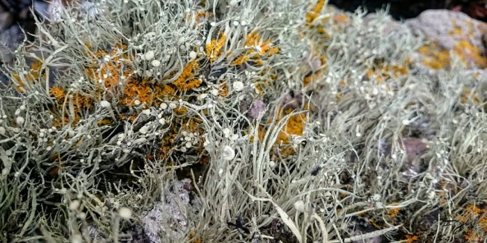 FB IMG 1736621880014