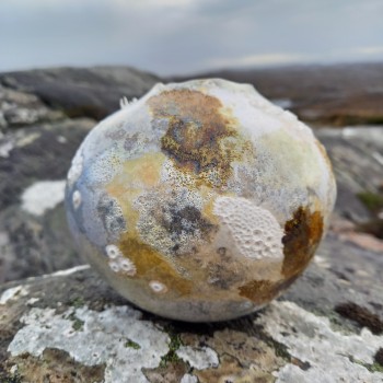 Lichen pot to use