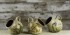 Michelle Lowe salt pigs ramsons hawthorn bluebell