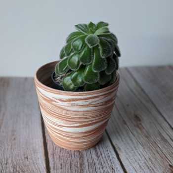 Planter 1