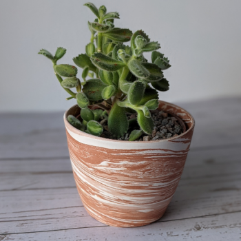 Planter 2