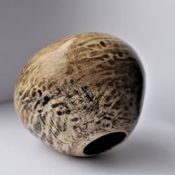 tortoise shell